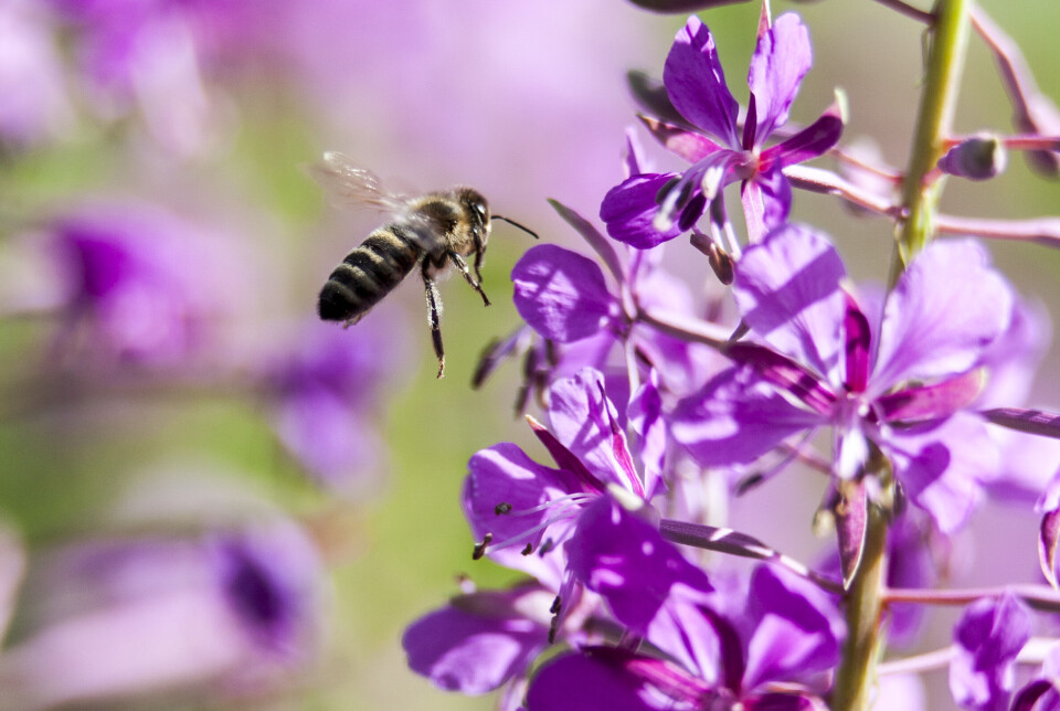 Det byr på ekstra problemer når en bieart er sær i kost og levevis, kanskje bare interessert i én blomsterart og i ett avgrenset område. Det byr på ekstra problemer når en bieart er sær i kost og levevis, kanskje bare interessert i én blomsterart og i ett avgrenset område.