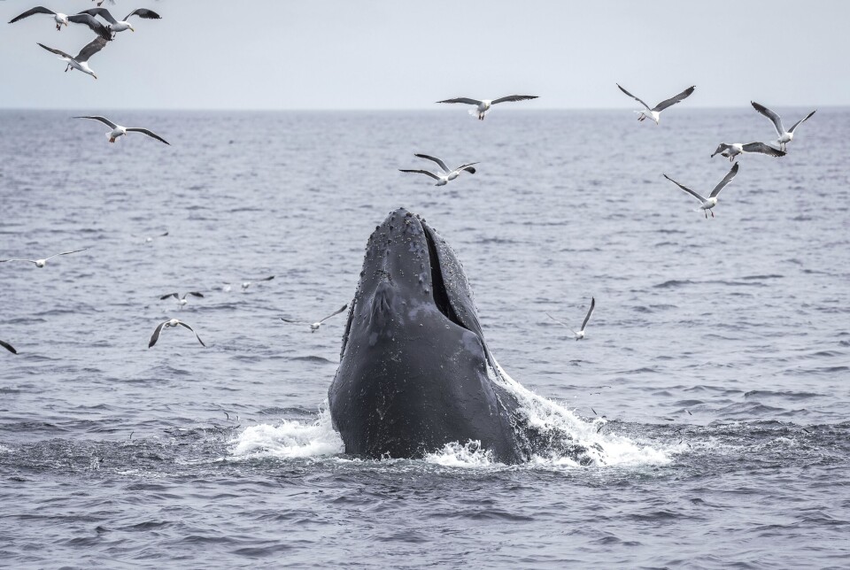 En knølhval, som kan bli nesten 19 meter lang, beiter på en fiskestim ved Channel Islands i California. En knølhval, som kan bli nesten 19 meter lang, beiter på en fiskestim ved Channel Islands i California.