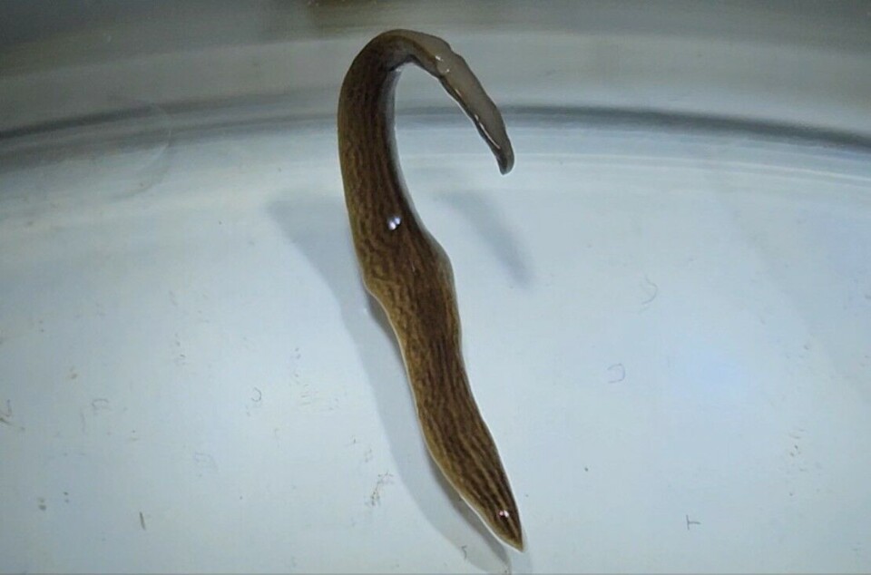 Den fremmede og mulig skadelige flatormen Obama nungara er funnet i Norge. Den fremmede og mulig skadelige flatormen Obama nungara er funnet i Norge.