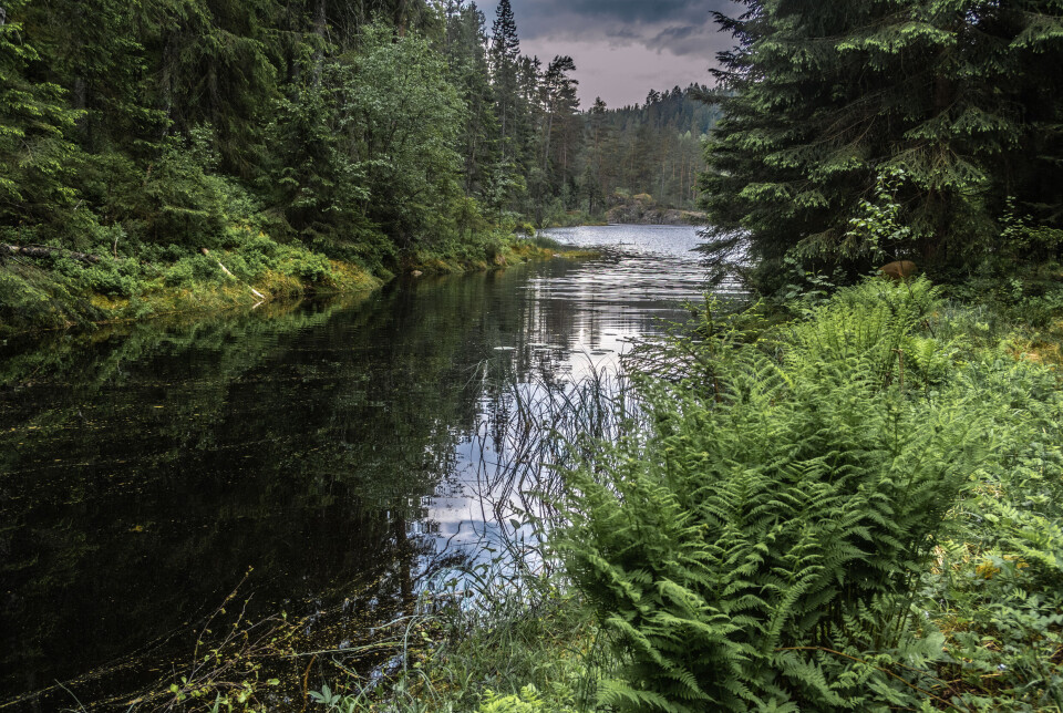 Nordspissen av Langvann i Østmarka, i nordvestre ende av Østmarka nasjonalpark. Nordspissen av Langvann i Østmarka, i nordvestre ende av Østmarka nasjonalpark.