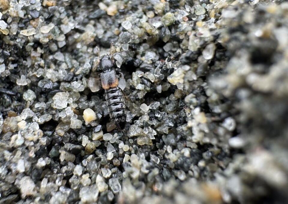Bille-arten «Bledius subniger» er oppdaget ved Rinnleiret naturreservat i Levanger i Trøndelag, som beskrives som et eldorado for småkryp. Den har foreløpig ikke fått et norsk navn. Bille-arten «Bledius subniger» er oppdaget ved Rinnleiret naturreservat i Levanger i Trøndelag, som beskrives som et eldorado for småkryp. Den har foreløpig ikke fått et norsk navn.