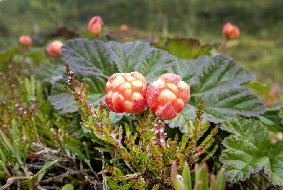 For mange hannplanter sammenlignet med hunnplanter fører til dårligere multesesong i år For mange hannplanter sammenlignet med hunplanter fører til dårligere multesesong i år