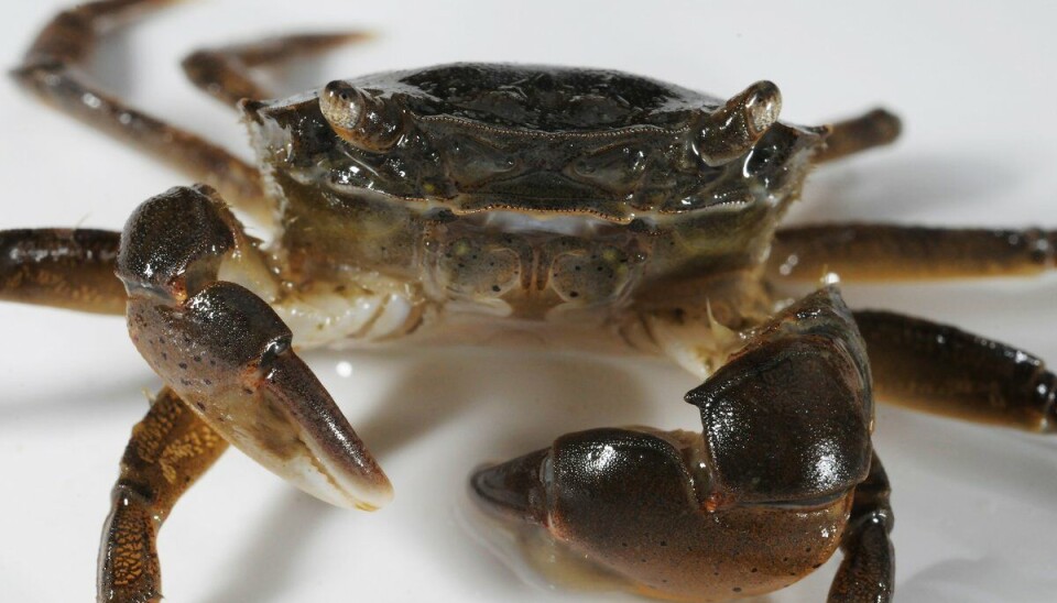 Penselkrabben er en av to typer asiatiske strandkrabber som har etablert seg i norske farvann. Penselkrabben er en av to typer asiatiske strandkrabber som har etablert seg i norske farvann.