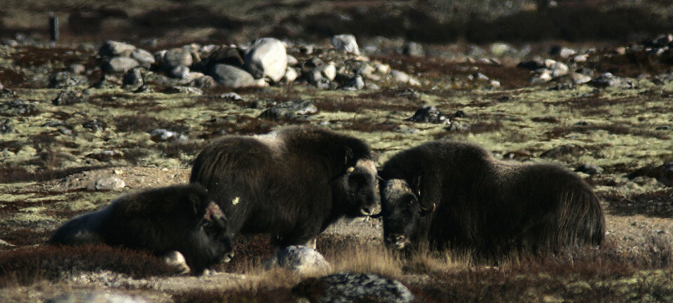 Moskus på Dovre Moskus på Dovre