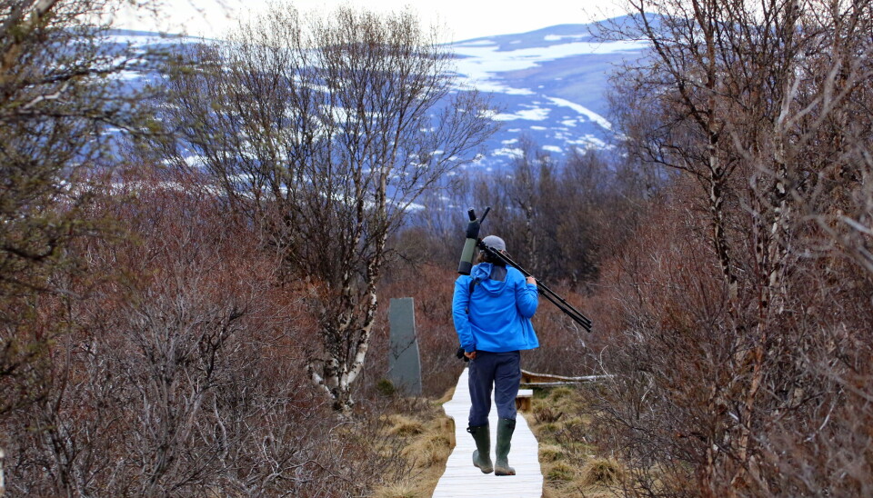 Økt ferdsel av fotografer og kikkere skaper bekymring. Økt ferdsel av fotografer og kikkere skaper bekymring.