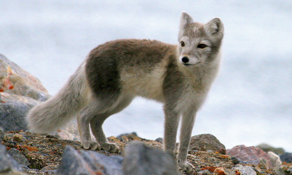 Friluftsnytt - om reveparasitter, lovendringer, ryper, storskarv, molter, og villcamping i Lofoten