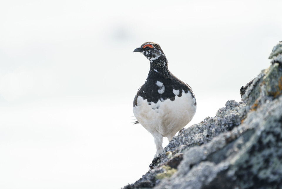 I august har frivillige landet rundt gått om lag 5 000 kilometer i Statskogs jaktterreng, noe som tilsvarer avstanden mellom Norge og Mongolia. Tellingen gir grunn til optimisme for bestanden av rype og skogsfugl i Norge. I august har frivillige landet rundt gått om lag 5 000 kilometer i Statskogs jaktterreng, noe som tilsvarer avstanden mellom Norge og Mongolia. Tellingen gir grunn til optimisme for bestanden av rype og skogsfugl i Norge.