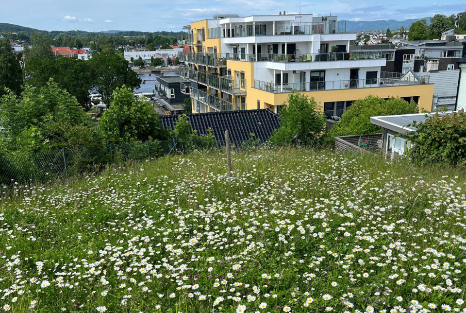 Naturrestaurering kan også øke naturmangfoldet i by. Her er gressplen er omgjort til pollinatorvennlig blomstereng. Naturrestaurering kan også øke naturmangfoldet i by. Her er gressplen er omgjort til pollinatorvennlig blomstereng.