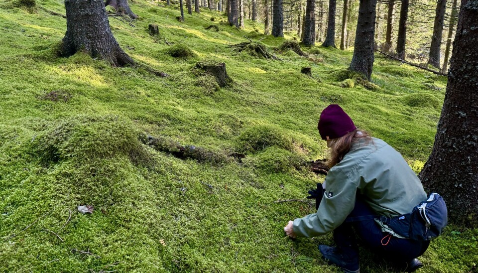 FIN SOPPSKOG: Sanking av sopp, gratis matauk og selvberging er en fantastisk hobby og på kjøpet får du flott natur, mosjon og frisk luft. Sanking av sopp, gratis matauk og selvberging er en fantastisk hobby og på kjøpet får du flott natur, mosjon og frisk luft.