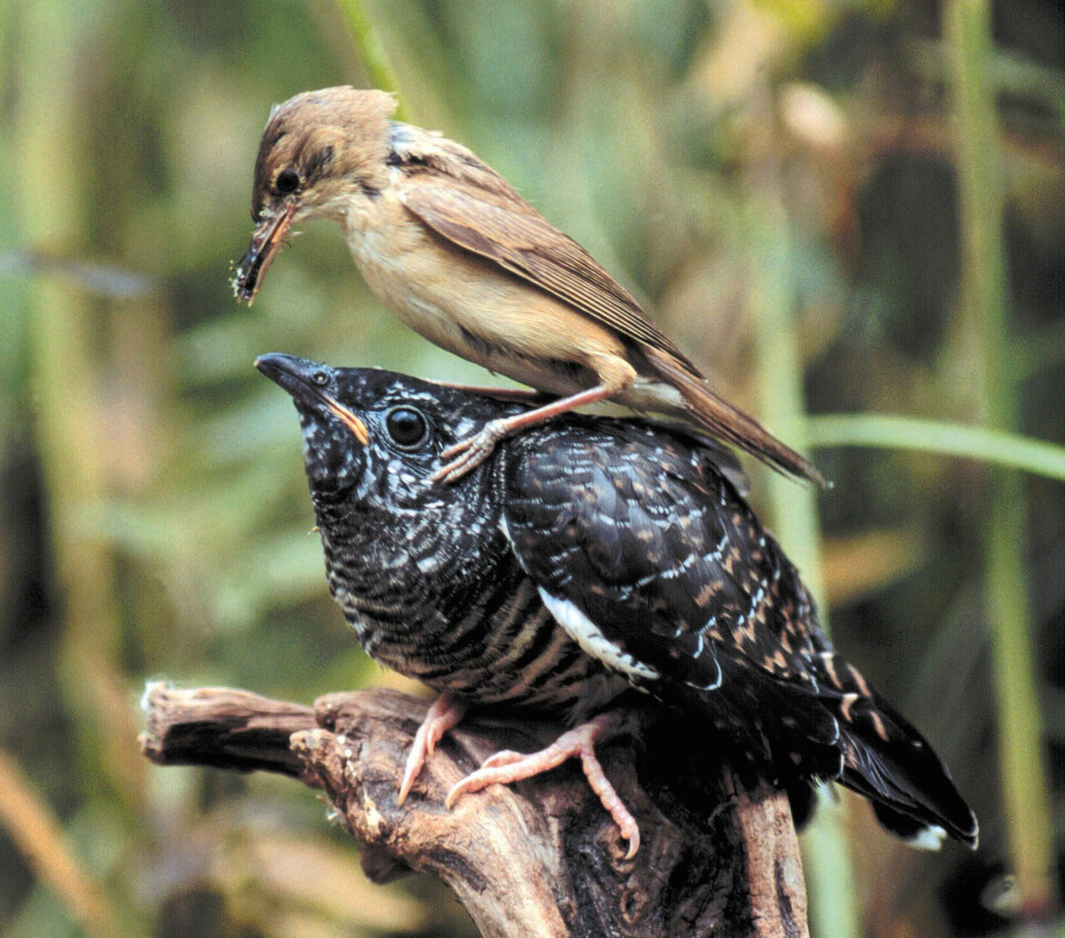 Når bare gjøkungen er klekket, aksepterer mora den av hele sitt hjerte, uansett hvor stor og ulik henne selv den blir. Her er det en rørsanger som er blitt lurt. Når bare gjøkungen er klekket, aksepterer mora den av hele sitt hjerte, uansett hvor stor og ulik henne selv den blir. Her er det en rørsanger som er blitt lurt.
