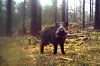 Viltkamera er en viktig kilde til informasjon om bestanden av villsvin i Norge