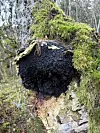 Chaga: Den kraftige medisinske soppen med krefthemmende egenskaper