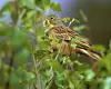 Syngende hortulan (Emberiza hortulana). Denne fuglen er nå trolig utdødd i Norge.