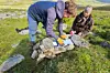 NINA-forskerne Eivind Flittie Kleiven og Nina E. Eide installerer ei kamerafelle for å registrere hvor mange smågnagere som passerer gjennom dem. Fellene steines inn for å sikre at de står stødig og for å hindre at snø drifter inn og dekker til linsa på kameraet inne i fella.
