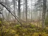 Furuskog i Drammensmarka der det drives skogsbruk.