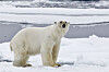 Fugleinfluensavirus hos isbjørn er vitenskapelige publisert én gang tidligere, hos en ung isbjørnhann funnet død i Alaska i august 2023. Det er ikke kjent hvordan viruset påvirker enkeltindivider eller bestanden av isbjørn.