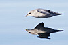 En havhest (Fulmarus glacialis) glir majestetisk like over havoverflaten utenfor Svalbard.