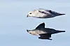 En havhest (Fulmarus glacialis) glir majestetisk like over havoverflaten utenfor Svalbard.