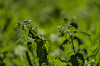 De fleste har fått kjenne stikket av brennesler, men visste du at det er den mest næringsrike planten vi har?