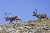 Reinsdyr ved toppen av Gråhøa i Sødorpfjellet i Gudbrandsdalen. DNT stenger nå ytterligere to hytter, og etterlyser grep for å stanse nedbyggingen av villreinens leveområder.
