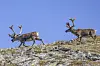 Reinsdyr ved toppen av Gråhøa i Sødorpfjellet i Gudbrandsdalen. DNT stenger nå ytterligere to hytter, og etterlyser grep for å stanse nedbyggingen av villreinens leveområder.