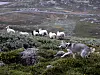 Fra 1. april til og med 20. august er det ordinær båndtvang i hele landet. Da skal hunden være i bånd, eller være forsvarlig inngjerdet eller innestengt. Mange kommuner har også utvidet båndtvang