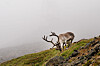Et beitende reinsdyr ved Longyearbyen på Svalbard i august i fjor