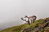 Et beitende reinsdyr ved Longyearbyen på Svalbard i august i fjor