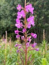 En høy plante med lilla blomster mot en grønn, uskarp bakgrunn.