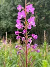 En høy plante med lilla blomster mot en grønn, uskarp bakgrunn.