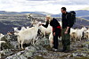Mette-Marit og Haakon står sammen med geiter i et steinete fjellandskap.
