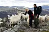 Mette-Marit og Haakon står sammen med geiter i et steinete fjellandskap.
