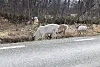 Både veier, stier, hytter og andre hindre gjør at dyrene slutter å bruke gamle trekkruter.