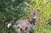 Mange av hjortejegerne oppga at de jakter mer om natta, er mindre avhengige av lys- og værforhold og bruker mer tid på jakt på innmark. Et flertall mener også at teknologien gjør jakta tryggere