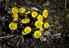 Nibio-forskar Aspholm forteller at han har fått høre om hestehov og løvetann i full blomst i Trøndelag i oktober