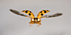 Harlekinmarihøne (Harmonia axyridis).